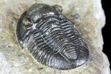 Detailed Gerastos Trilobite Fossil - Morocco #134085-5